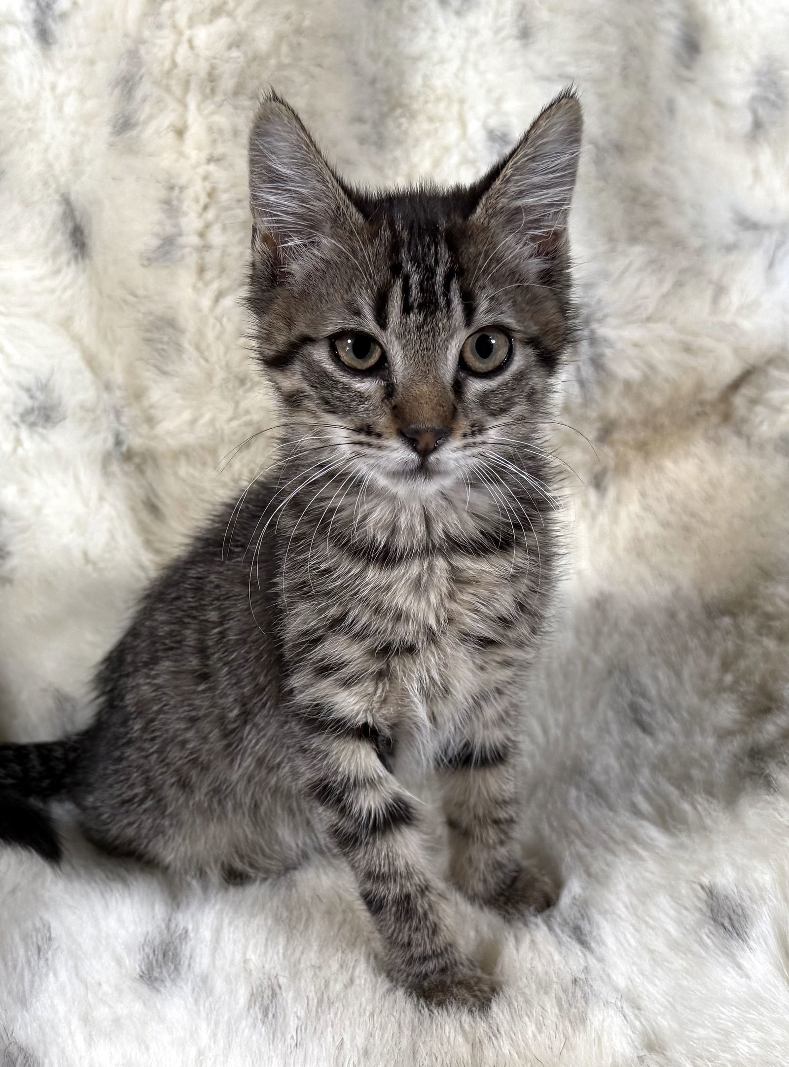 Olivia Benson