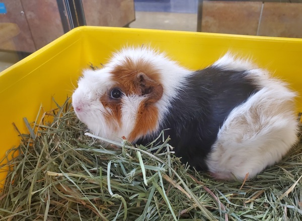 Marshmellow