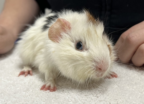 Marshmellow
