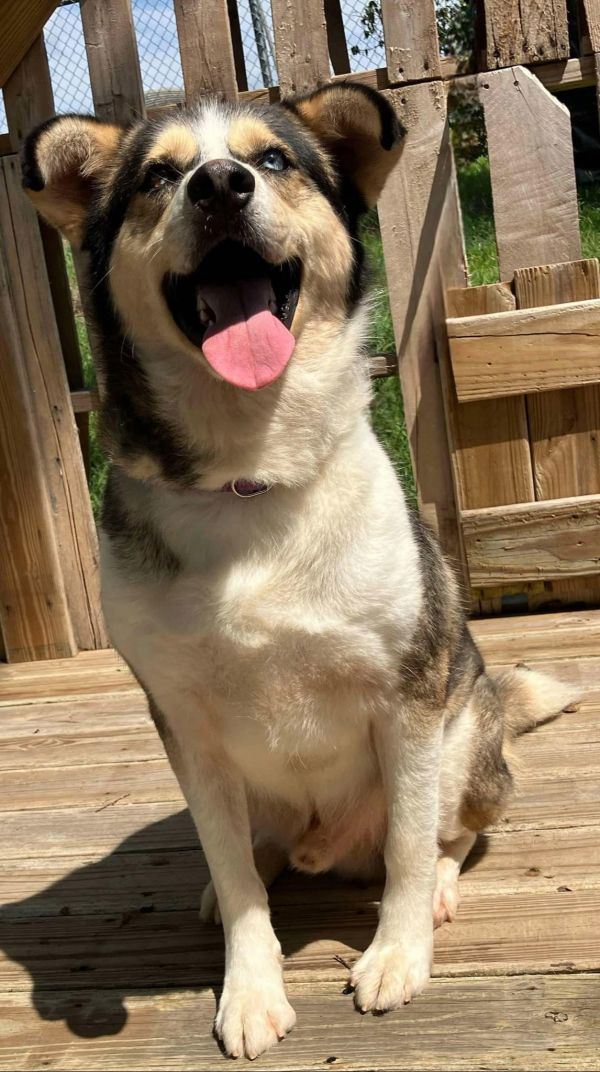 EINSTEIN-FOSTER OR FOREVER HOME NEEDED!