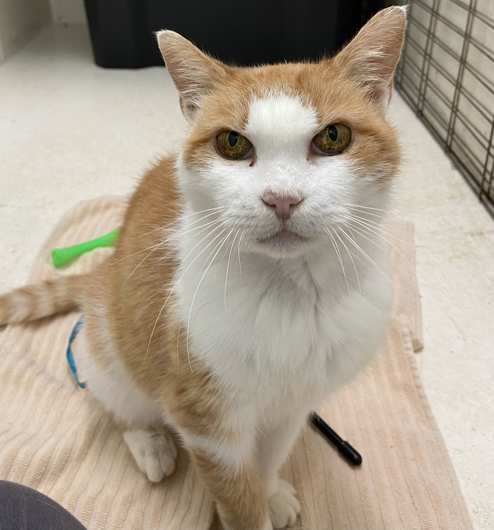 Cora: At shelter