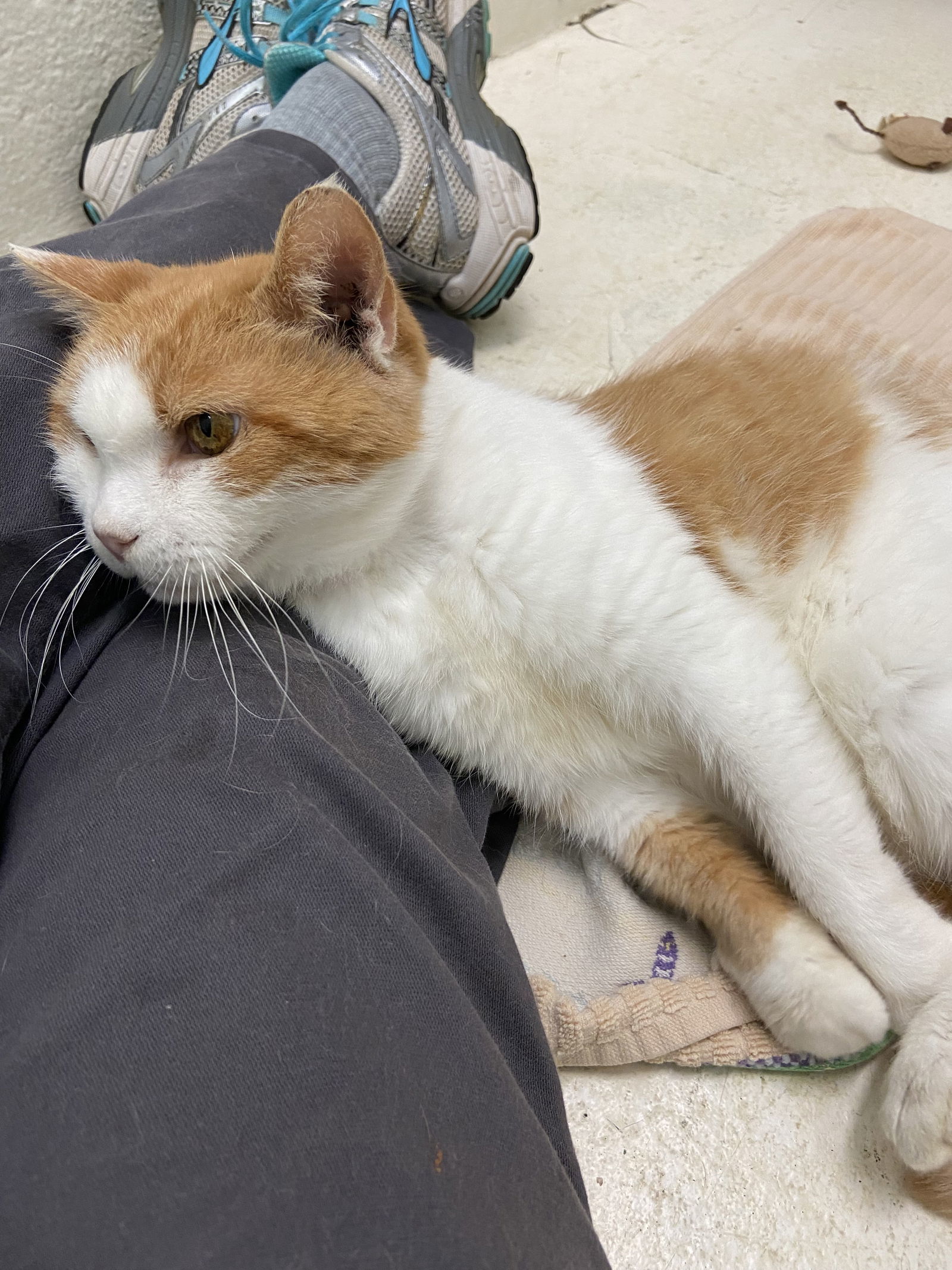 Cora: At shelter
