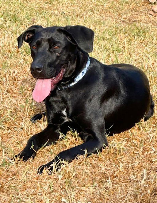Dolly - Courtesy Post