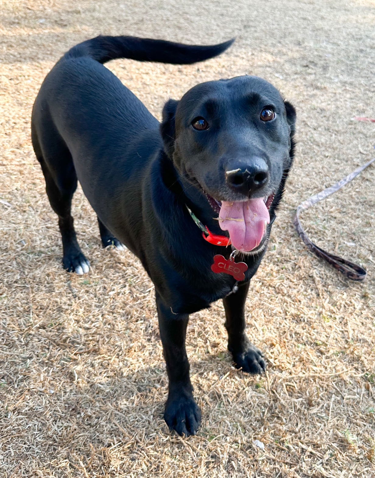 Cleo - Courtesy Post