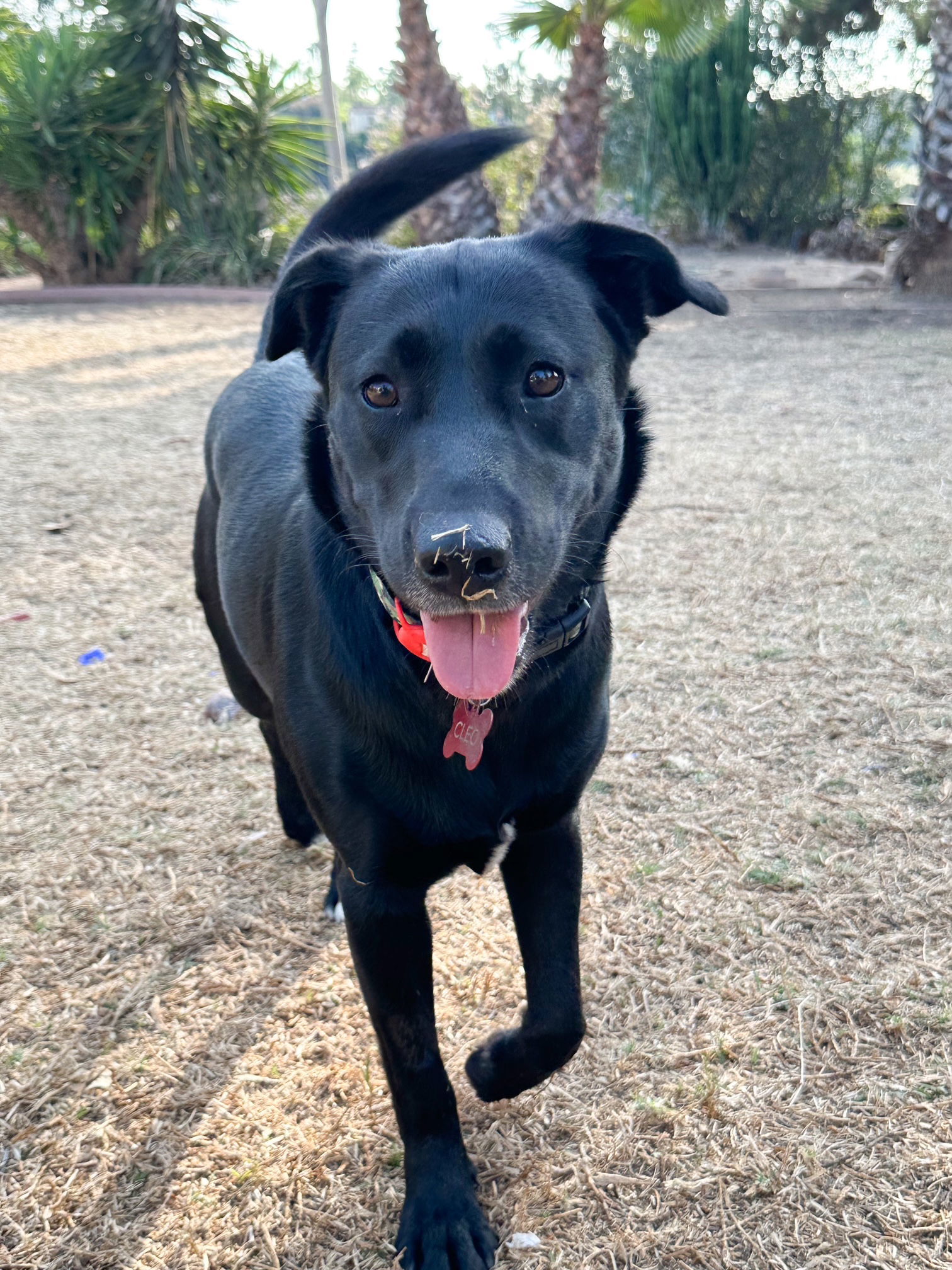 Cleo - Courtesy Post