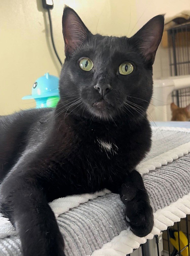 Otsubo, an adoptable Domestic Short Hair in Colorado Springs, CO, 80908 | Photo Image 1
