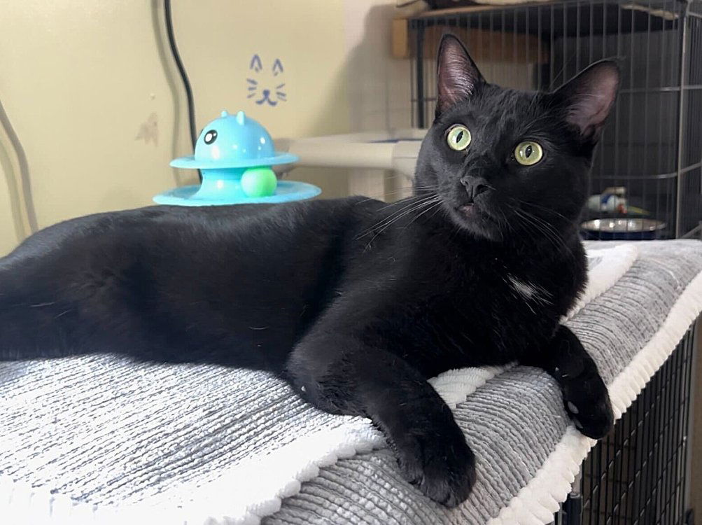 Otsubo, an adoptable Domestic Short Hair in Colorado Springs, CO, 80908 | Photo Image 2