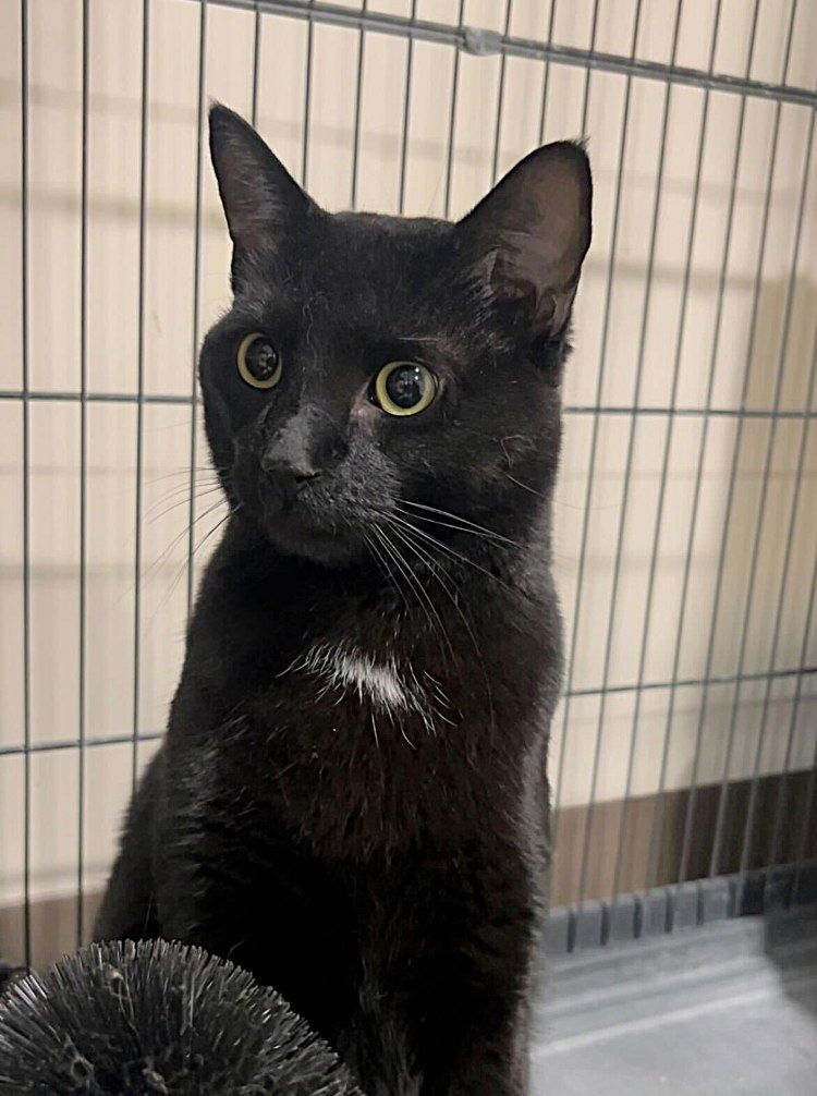 Otsubo, an adoptable Domestic Short Hair in Colorado Springs, CO, 80908 | Photo Image 3