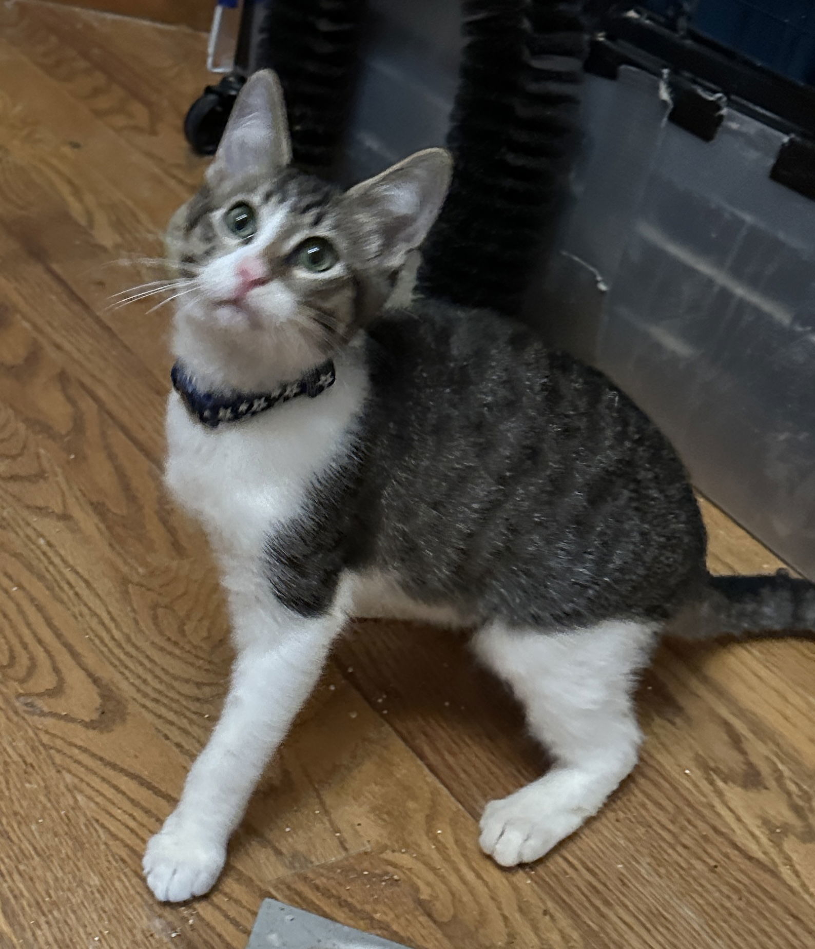 Jellymon, an adoptable Domestic Short Hair in Colorado Springs, CO, 80908 | Photo Image 1