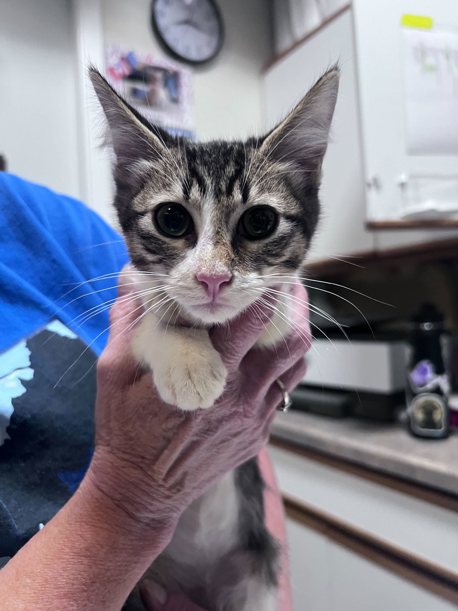 Jellymon, an adoptable Domestic Short Hair in Colorado Springs, CO, 80908 | Photo Image 2