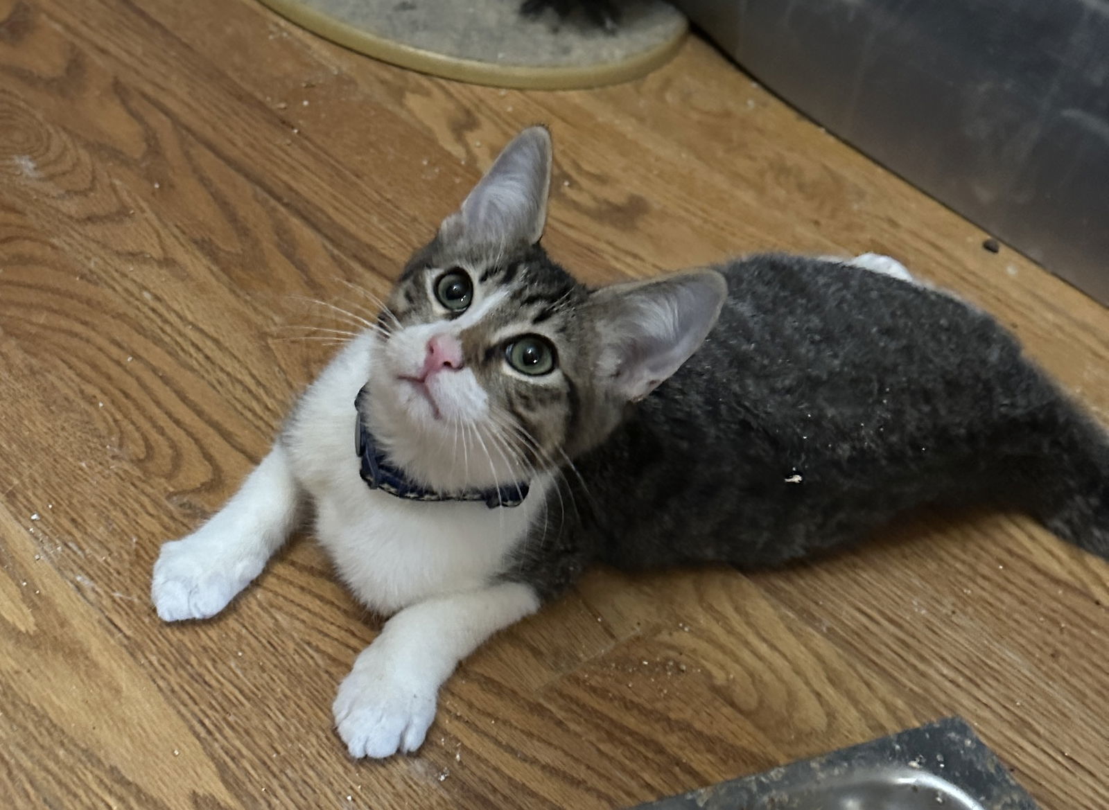 Jellymon, an adoptable Domestic Short Hair in Colorado Springs, CO, 80908 | Photo Image 3