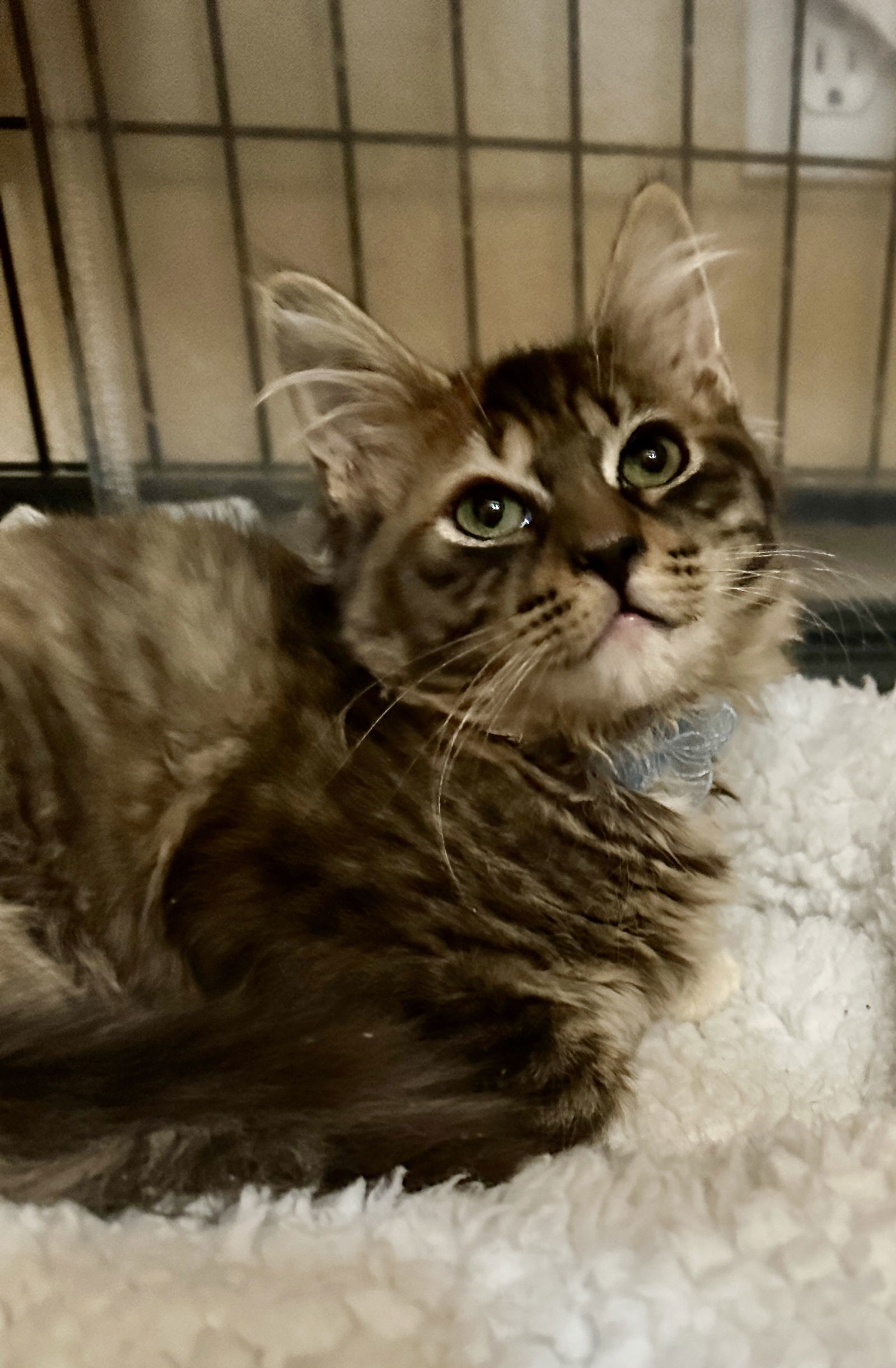 Jigglypuff, an adoptable Domestic Medium Hair in Colorado Springs, CO, 80908 | Photo Image 1