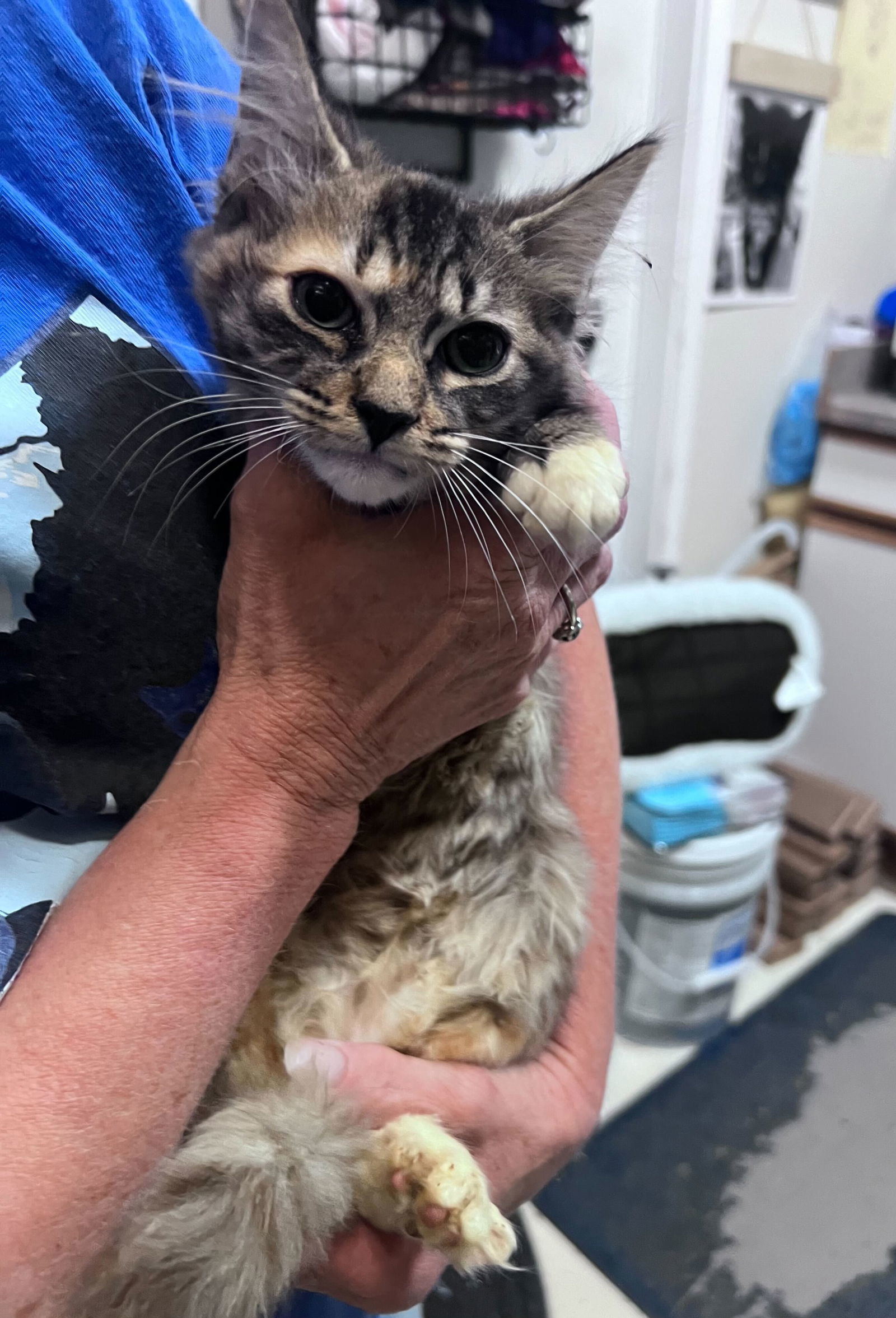Jigglypuff, an adoptable Domestic Medium Hair in Colorado Springs, CO, 80908 | Photo Image 2