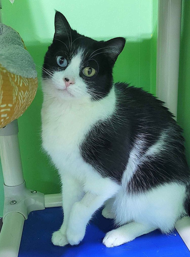 Toad, an adoptable Domestic Short Hair in Colorado Springs, CO, 80908 | Photo Image 1