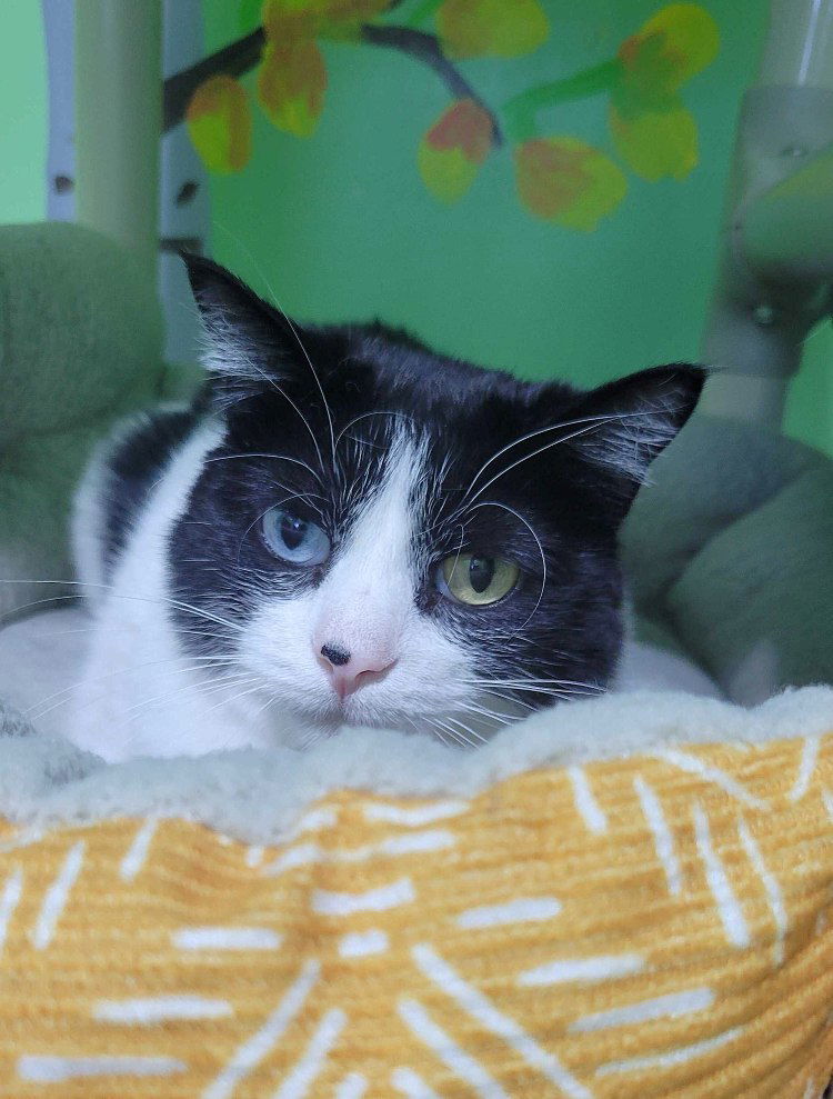 Toad, an adoptable Domestic Short Hair in Colorado Springs, CO, 80908 | Photo Image 2