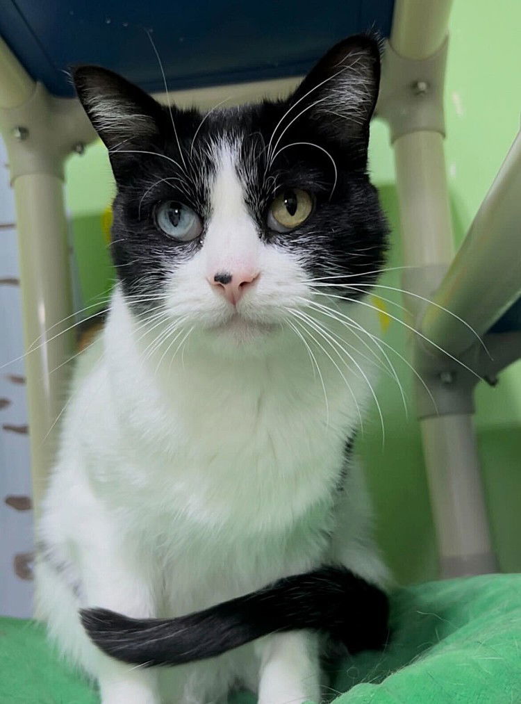 Toad, an adoptable Domestic Short Hair in Colorado Springs, CO, 80908 | Photo Image 3
