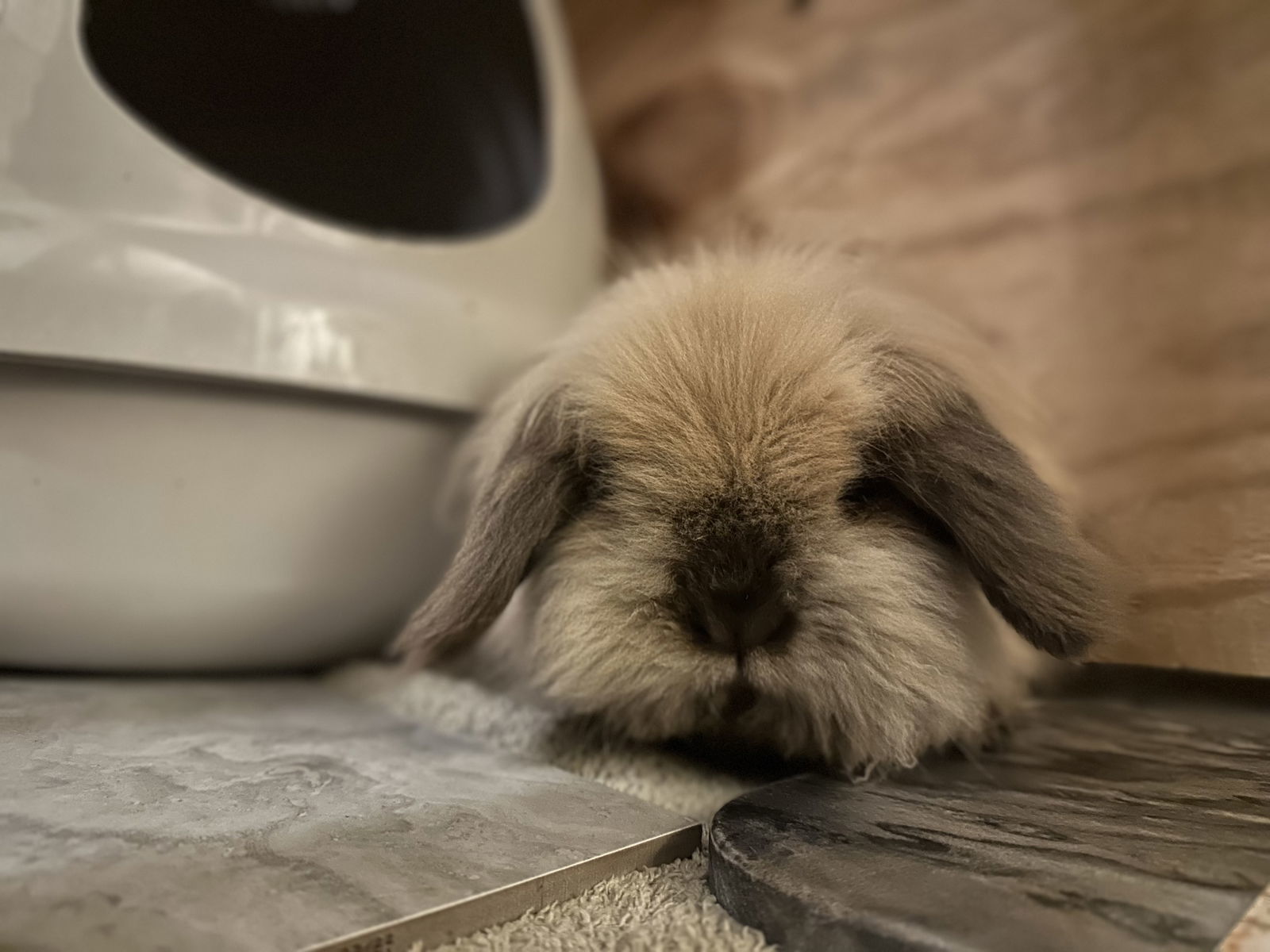 Bun Bun