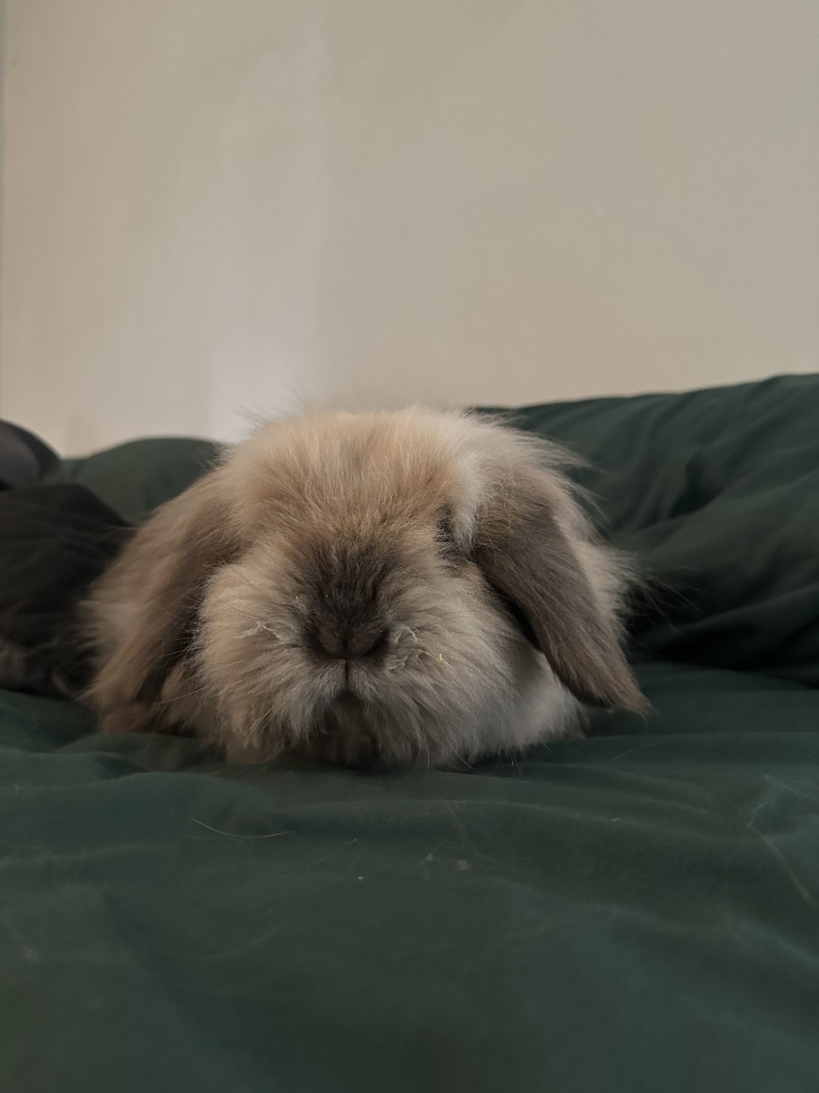 Bun Bun