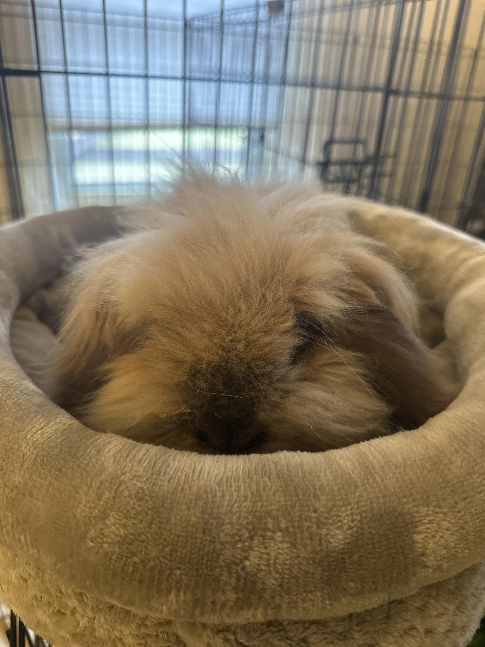 Bun Bun
