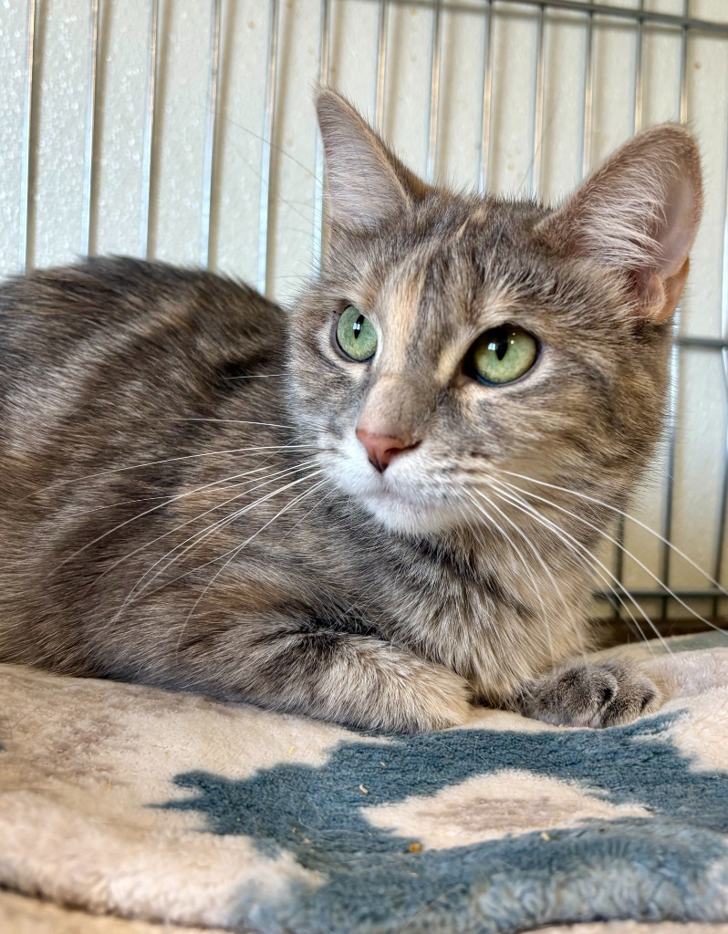 Ursula, an adoptable Domestic Short Hair in Rock Springs, WY, 82901 | Photo Image 1