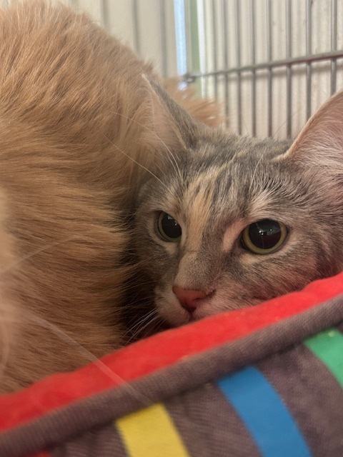 Ursula, an adoptable Domestic Short Hair in Rock Springs, WY, 82901 | Photo Image 2