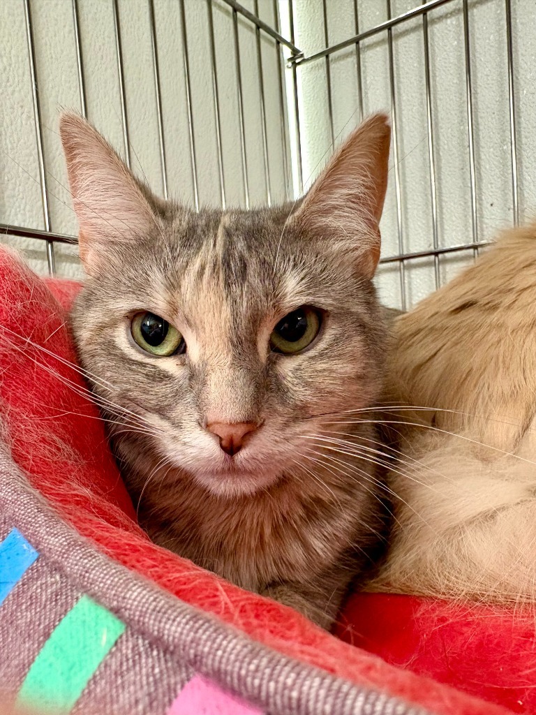 Ursula, an adoptable Domestic Short Hair in Rock Springs, WY, 82901 | Photo Image 3