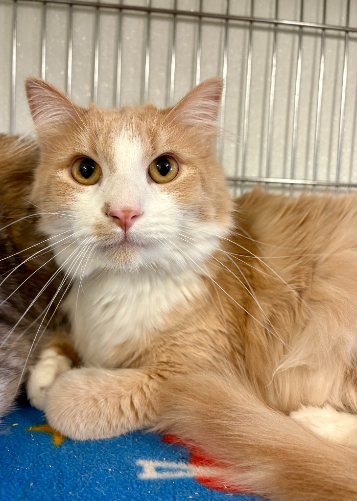 Goliath, an adoptable Domestic Short Hair in Rock Springs, WY, 82901 | Photo Image 1