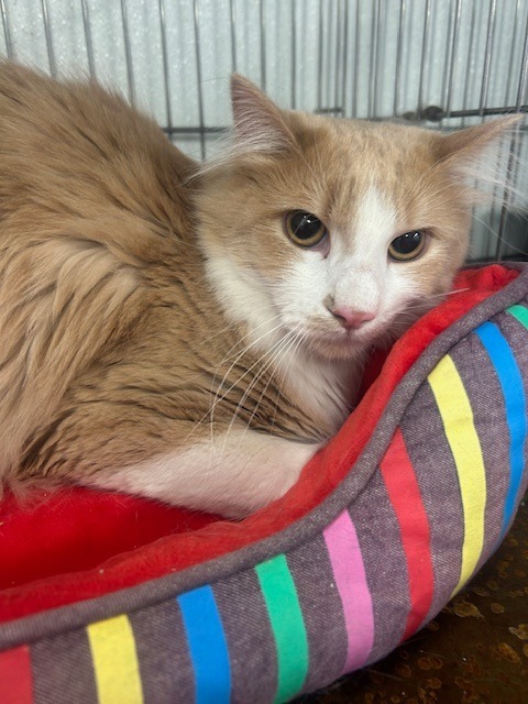 Goliath, an adoptable Domestic Short Hair in Rock Springs, WY, 82901 | Photo Image 2