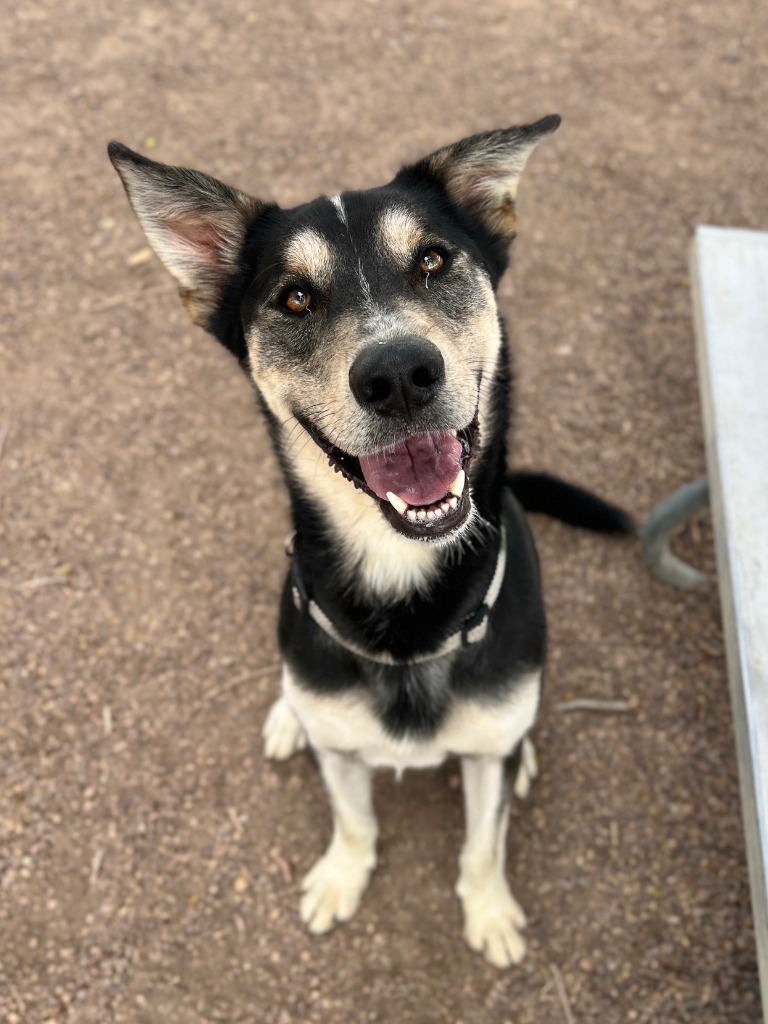 Teddy, an adoptable Husky in Rock Springs, WY, 82901 | Photo Image 1