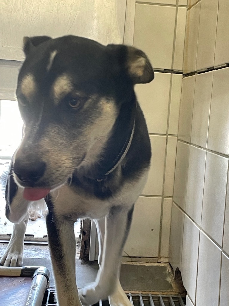 Teddy, an adoptable Husky in Rock Springs, WY, 82901 | Photo Image 2