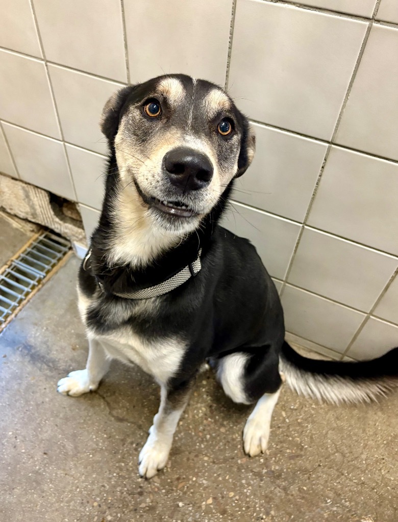Teddy, an adoptable Husky in Rock Springs, WY, 82901 | Photo Image 3