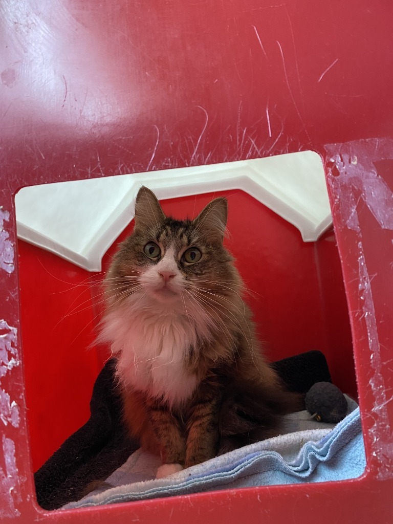 Kali