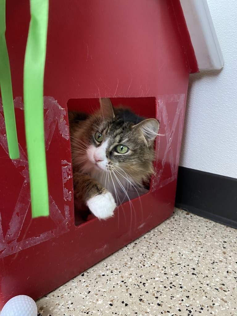 Kali