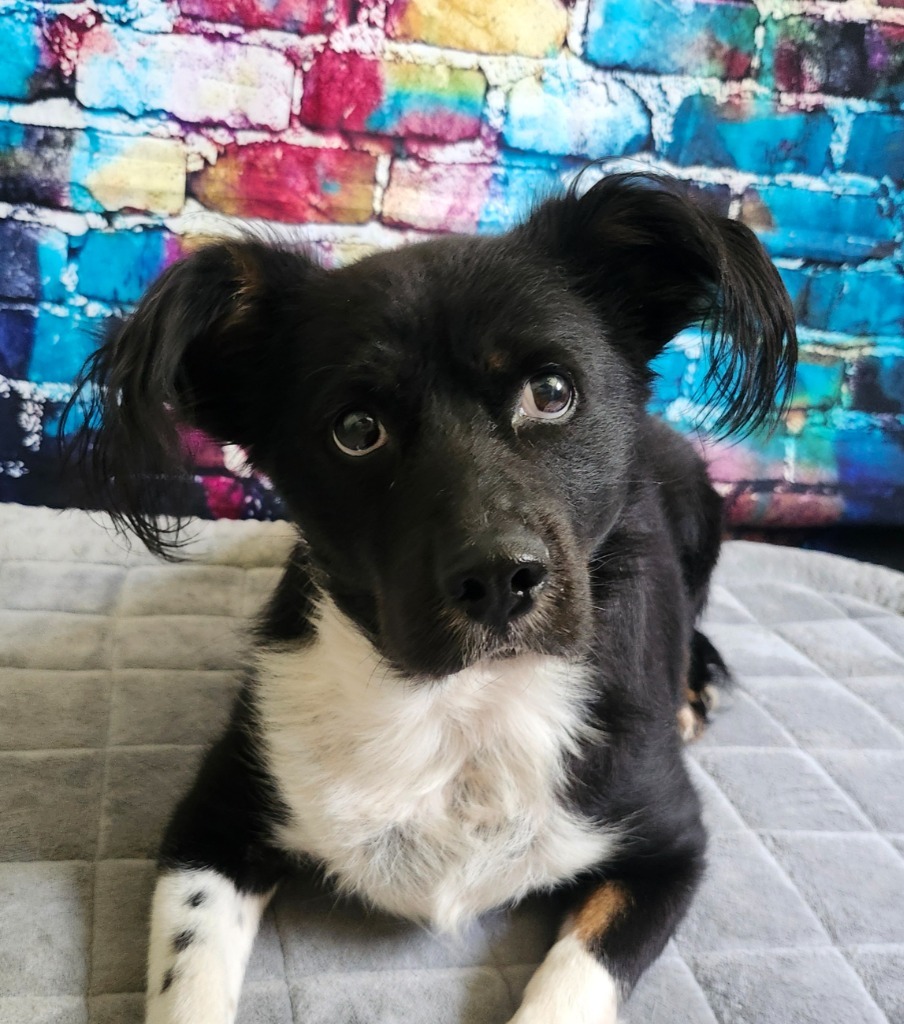 Mama Tot, an adoptable Border Collie, Affenpinscher in Hardeeville, SC, 29927 | Photo Image 1