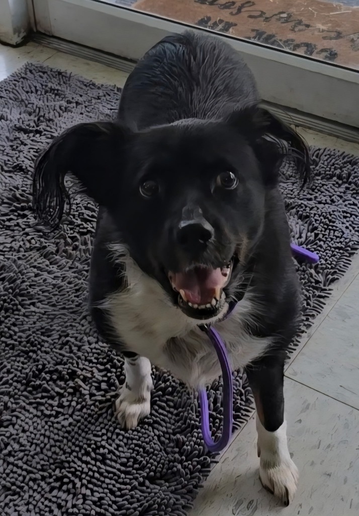 Mama Tot, an adoptable Border Collie, Affenpinscher in Hardeeville, SC, 29927 | Photo Image 2