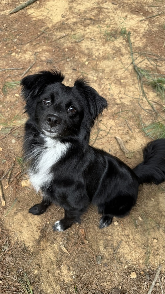 Nova, an adoptable Papillon, Australian Shepherd in Springfield, VA, 22150 | Photo Image 1