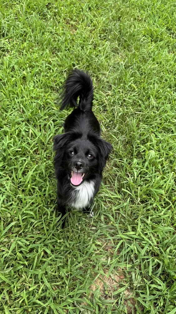 Nova, an adoptable Papillon, Australian Shepherd in Springfield, VA, 22150 | Photo Image 3