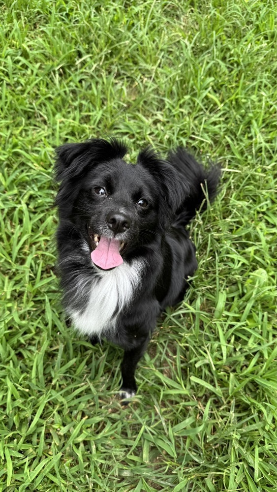 Nova, an adoptable Papillon, Australian Shepherd in Springfield, VA, 22150 | Photo Image 4