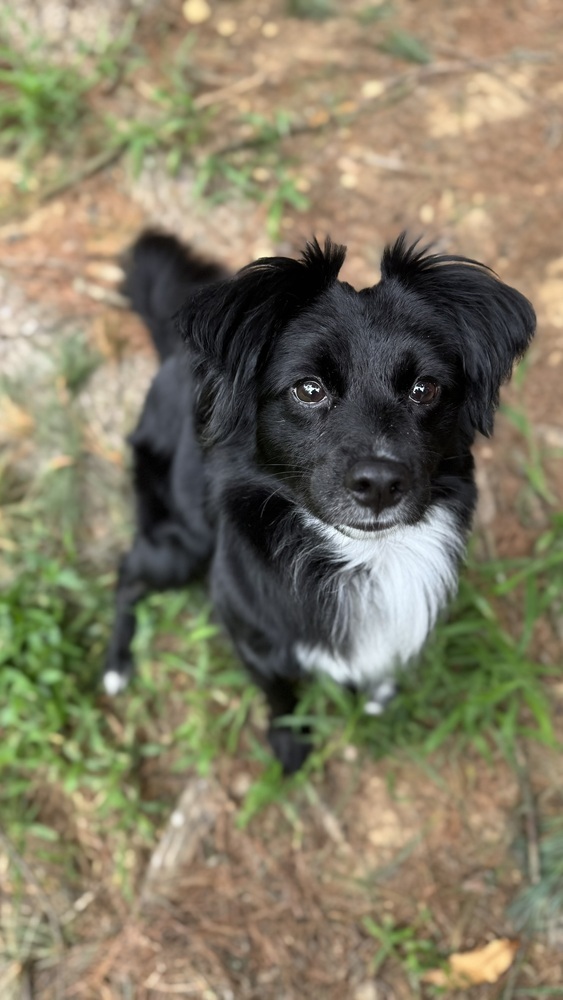 Nova, an adoptable Papillon, Australian Shepherd in Springfield, VA, 22150 | Photo Image 5