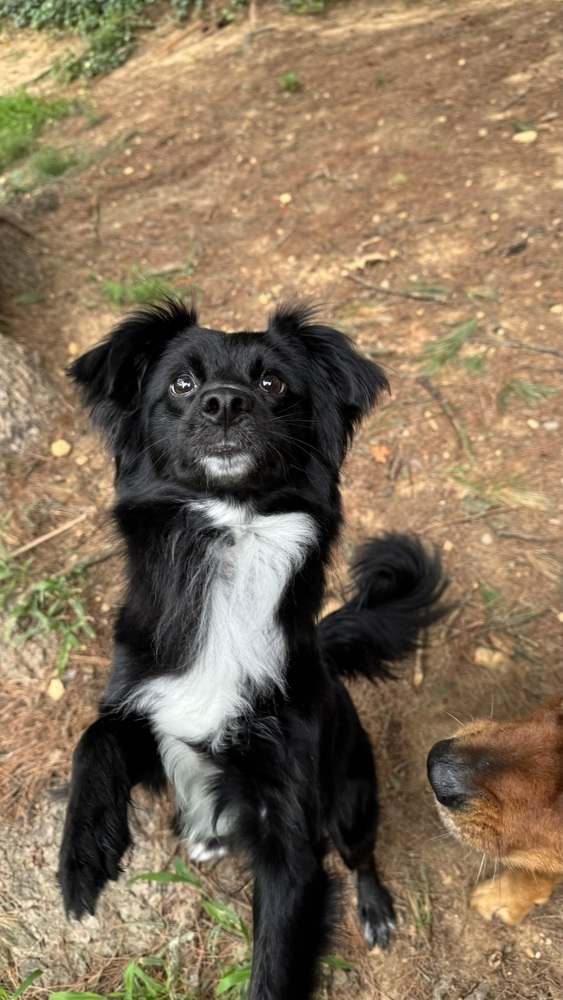 Nova, an adoptable Papillon, Australian Shepherd in Springfield, VA, 22150 | Photo Image 6