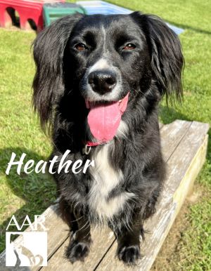Heather, Adult Female unknown
