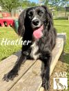Heather photo 4