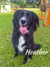 Heather photo 5