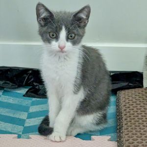 Cronut, Young Female unknown