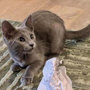 Beignet, Young Female unknown