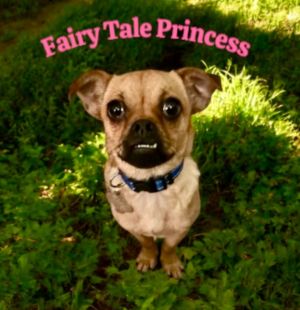 Fairy Princess, Adult Female unknown