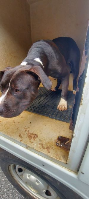 Lucy, Adult Female unknown