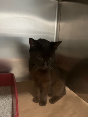 Jilly, Young Female unknown