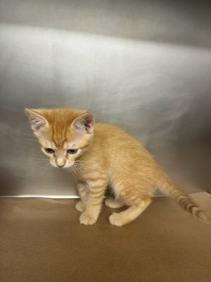 Buttercup, Baby Female unknown