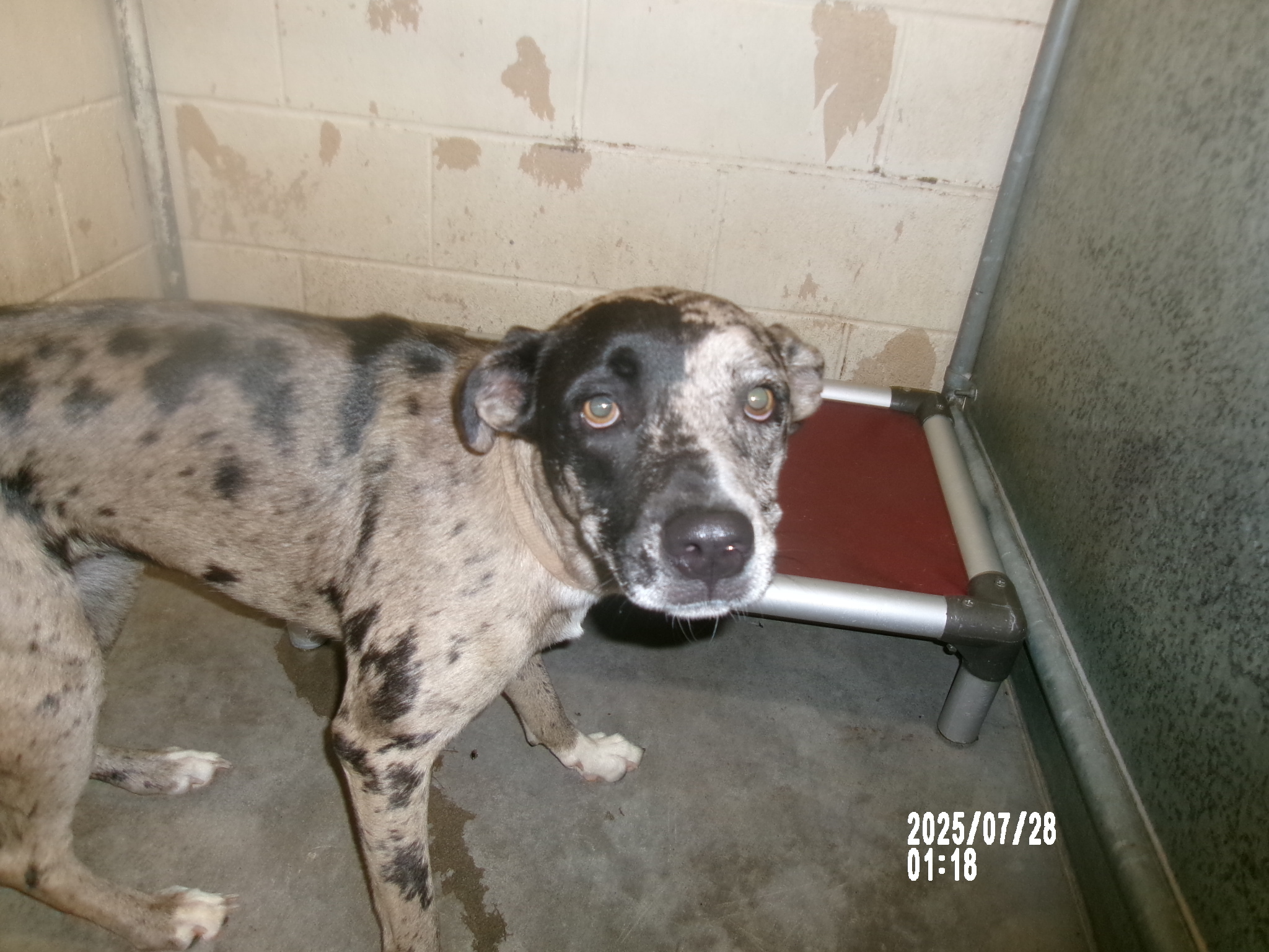 Raina *, an adoptable Catahoula Leopard Dog, Mixed Breed in Clovis, NM, 88101 | Photo Image 1